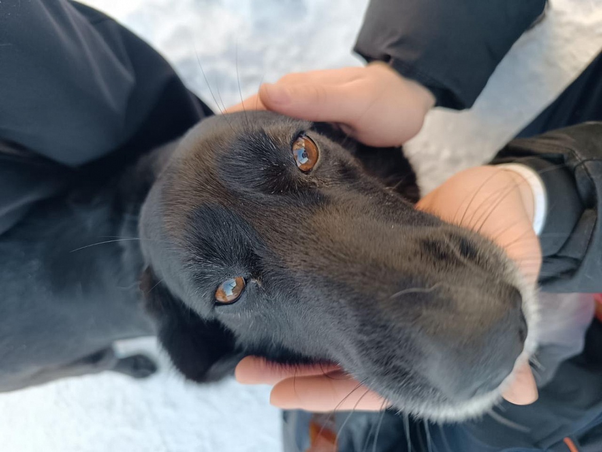 Волонтерская помощь братьям нашим меньшим