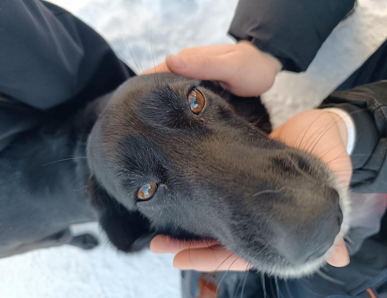 Волонтерская помощь братьям нашим меньшим