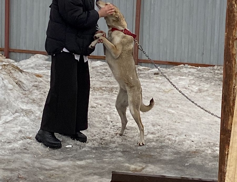 Помощь братьям нашим меньшим!